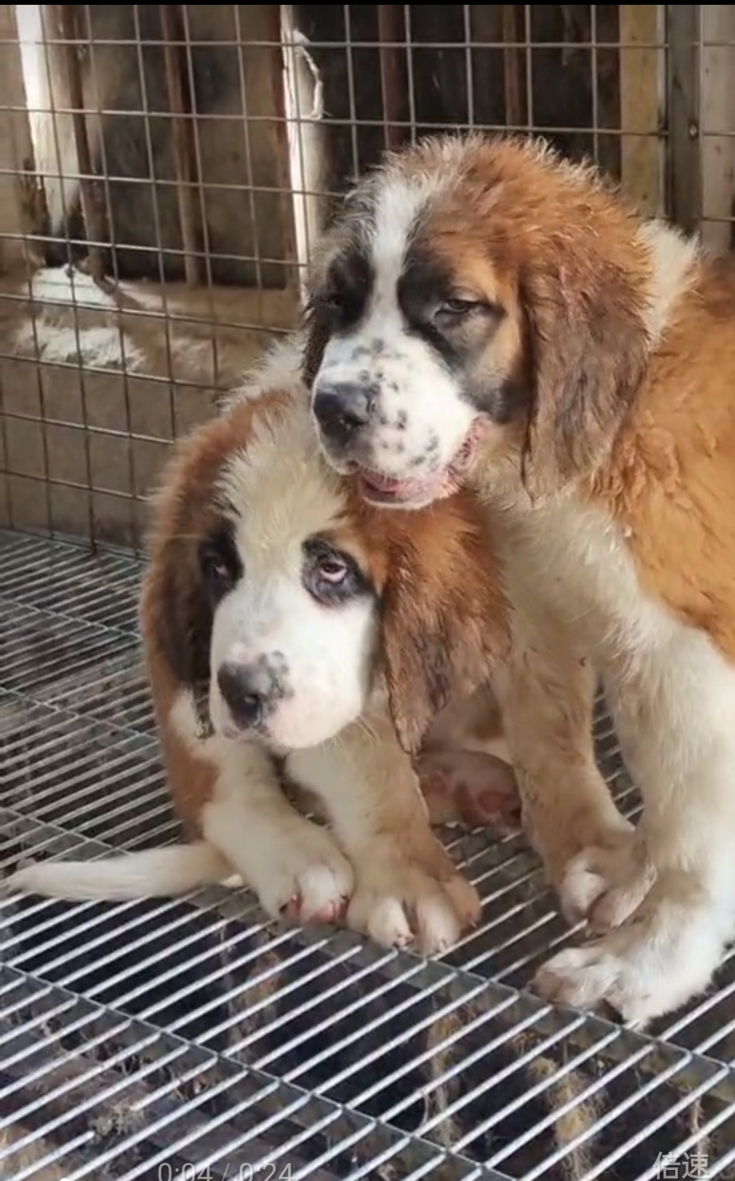 圣伯纳,瑞士名犬,属于大型犬种。性格非常温顺,粘人,带出去拉风。